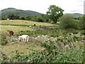 Cattle in a field at the junction of Ballymageogh Road and the A2