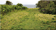 J5985 : Vegetation, Lighthouse Island by Albert Bridge