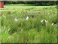 NS6466 : Wetland flowers by Richard Webb