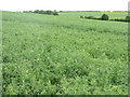 Pea field at Clapham