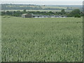 Winter wheat at Mead Farm