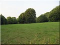 Trees in the park