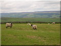 Grazing land off the B6265