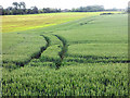 Tracks on a field of barley