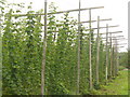 Hop Farm, Puttenham