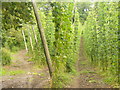 Hop Growing, Puttenham