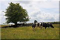 SK1758 : Dairy Pasture off Cardlemere Lane by Mick Garratt