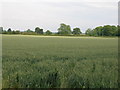 Farmland near Aldborough