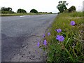 NZ1167 : Meadow cranesbill (Geranium pratense) by the Military Road by Andrew Curtis