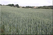 SE2425 : Barley Field below Scolecroft Farm by Richard Kay