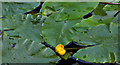J2866 : Water lilies, Lambeg by Albert Bridge