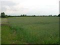 Farmland off Boat Lane