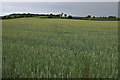 Field of wheat