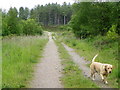 Track, Moreton Forest