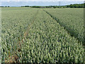 TL3661 : Wheat fields of Rectory Farm by Julian Paren