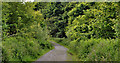 J4477 : Path, Cairn Wood, Craigantlet (3) by Albert Bridge