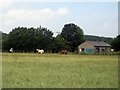 Horses at Smalley Bight