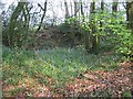 Bluebells, Old Chard Road