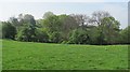 Grassland beneath the Brown Clee