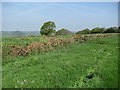 A wide verge, Viney Lane