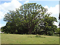 Oak near Oak Hall