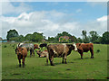 TQ0719 : Cattle, Lower Nash Farm by Robin Webster