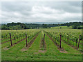 Vineyard, Nutbourne