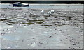 SX6846 : Avon estuary - three swans by Jonathan Billinger