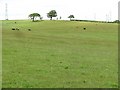 Grassland, Earnockmuir