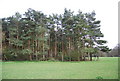 Conifers, Warnham Park