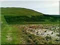 Forestry plantations, south west of Blundeanlaws