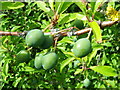 Sloes, Winterbourne Downs RSPB Nature Reserve