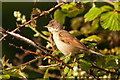 Common Whitethroat - Ogmore