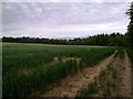 Fields beside Hall Wood