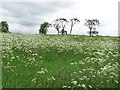 Meadow, Spittal