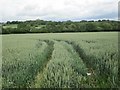 Wheat field near Coldbrook