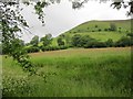 Grassland on the eastern flank of Mynydd Troed