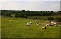 ST9778 : Cows grazing by the road to Christian Malford by Steve Daniels