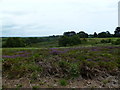 Corfe Hills, heathland