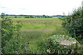 Over a Field of Sweetcorn,Towards Rowley Hill