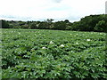 Potato field near Budgenor Lodge 