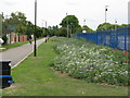 Wildflowers by the path