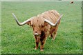 Highland Bull, Rodbaston College