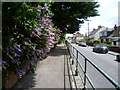 Buddleia above the raised pavement in Cross Lane East