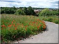 Tarmac path with poppies, Orchard Head