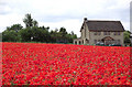 Poppyfield and farmhouse near Seisdon, Staffordshire