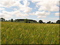 SJ6501 : Fields of wheat by Carol Walker