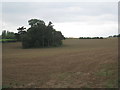 Small plantation near South Cave