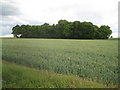 Braughing: Unnamed copse viewed from The Causeway