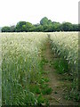 Footpath, Sturminster Marshall